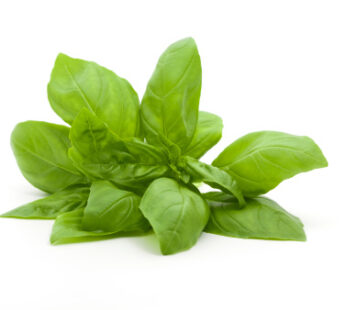 Basil