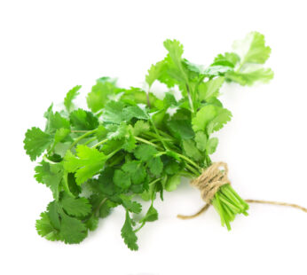 Cilantro