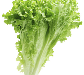 Green Leaf