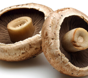 Portobello Mushroom