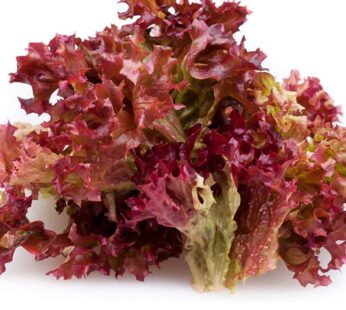 Red Leaf