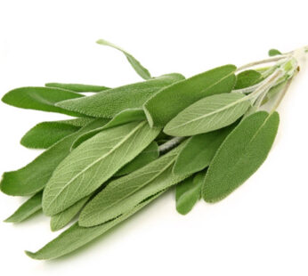 Sage