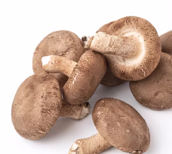 Shitake Mushroom