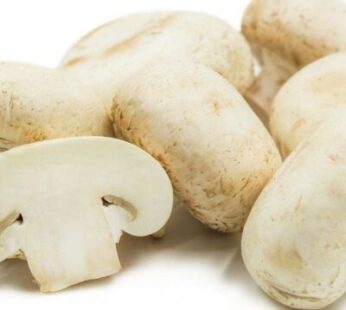 Silver Dollar Mushroom