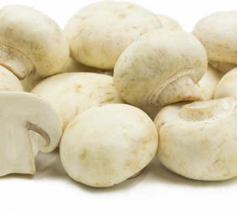 Medium Mushroom