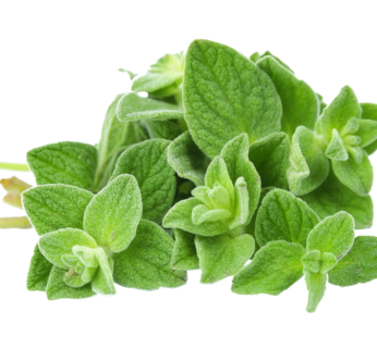 Oregano